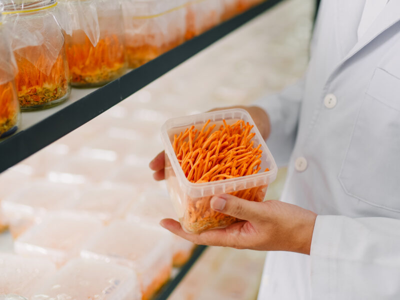 Đông trùng hạ thảo là gì ?