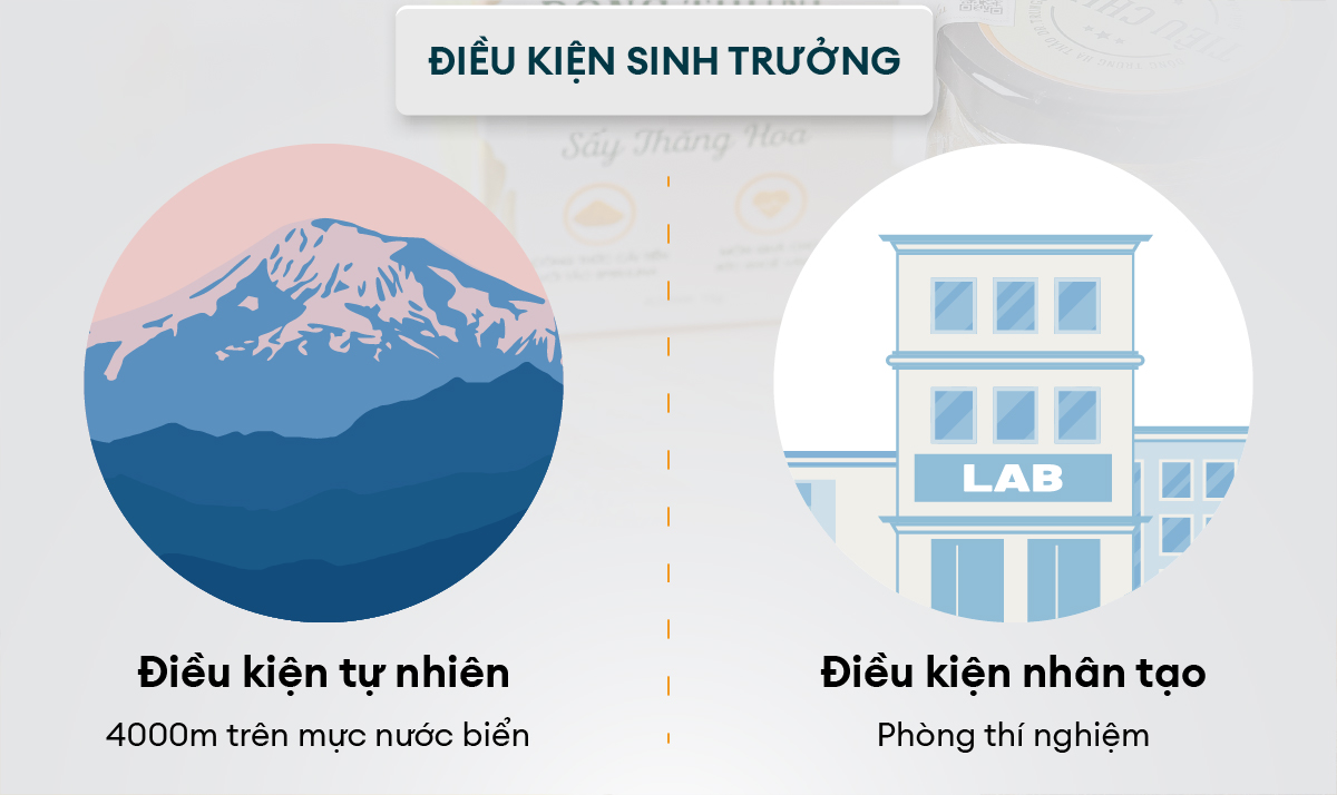 đông trùng hạ thảo nhân tạo
