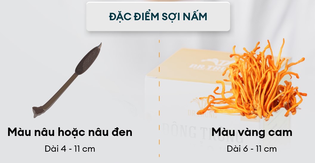 đông trùng hạ thảo nhân tạo