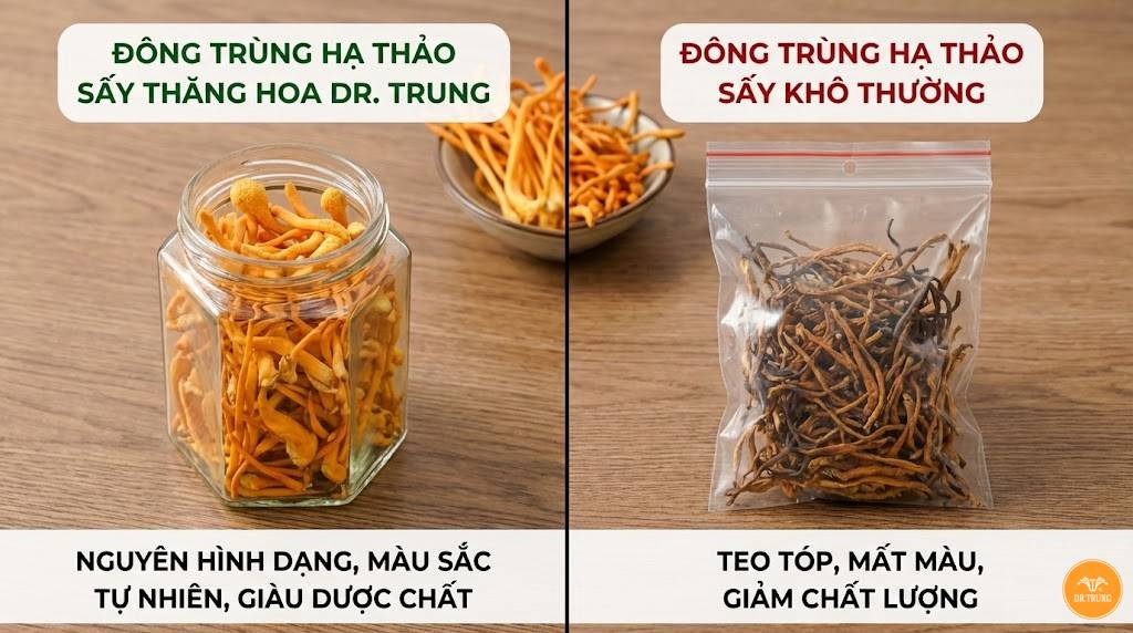 Đông trùng hạ thảo là gì 