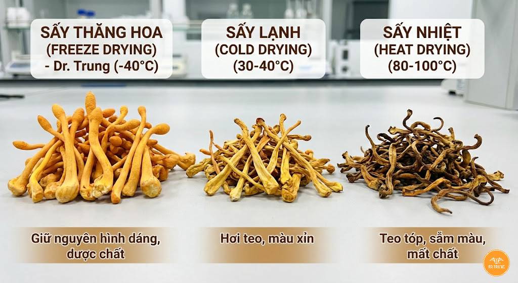 Thành phần dược chất trong đông trùng hạ thảo