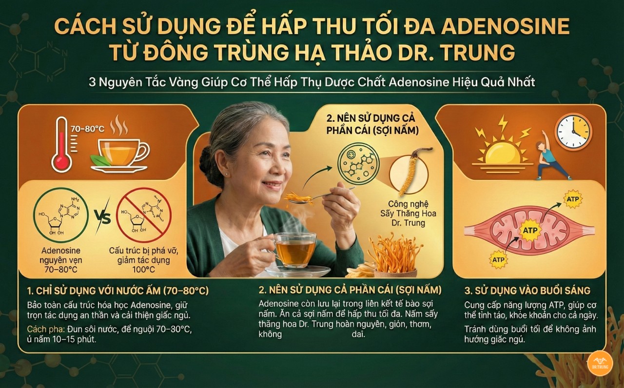 Adenosine trong đông trùng hạ thảo