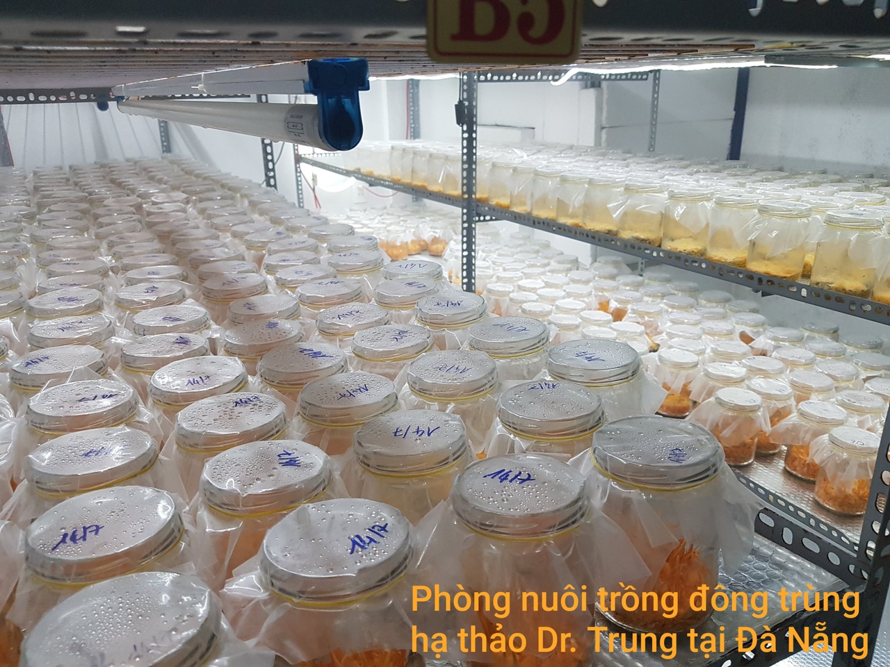 Tham quan showroom đông trùng hạ thảo đà nẵng