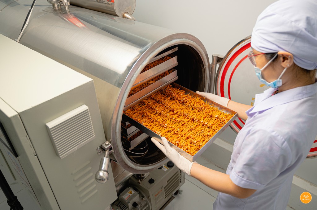 Sản xuất đông trùng hạ thảo giá rẻ Đà Nẵng